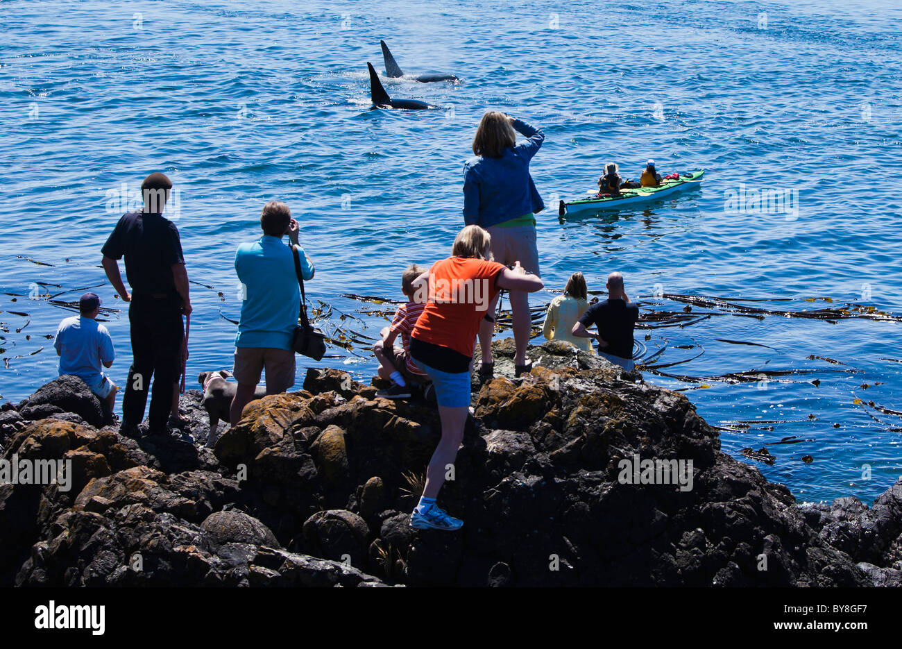 Touristen sehen auf wie eine Herde von Schwertwalen passieren von Lime Kiln State Park auf San Juan Island, Washington, USA. Stockfoto