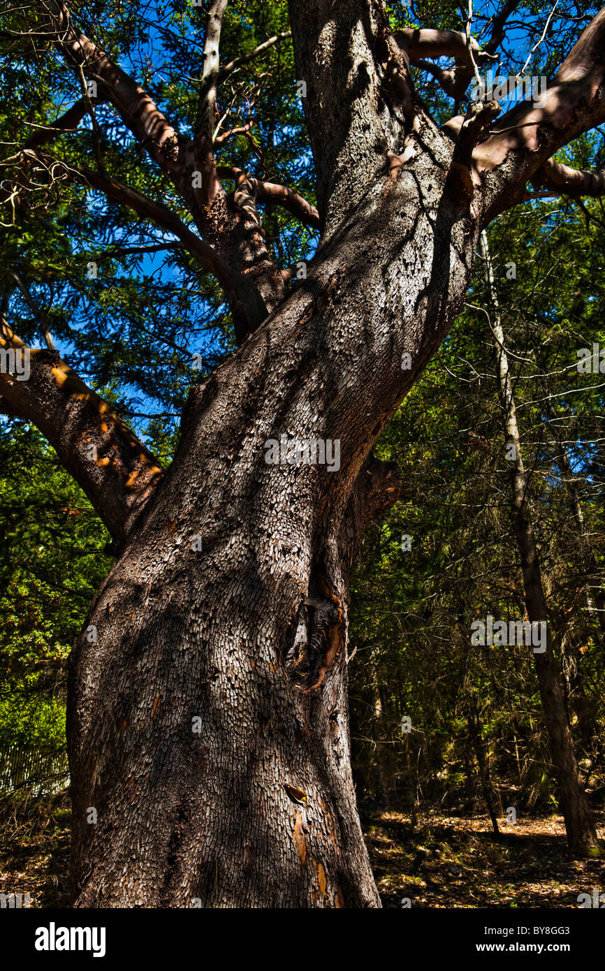 Madrona Baum im Lime Kiln State Park, San Juan Island, Washington, USA. Stockfoto