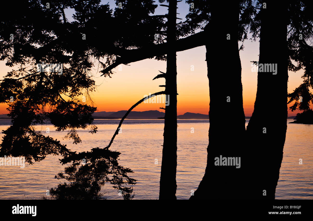 Silhouette der Bäume gegen einen Sonnenuntergang mit Blick auf Haro Strait von San Juan Island, Washington, USA. Stockfoto