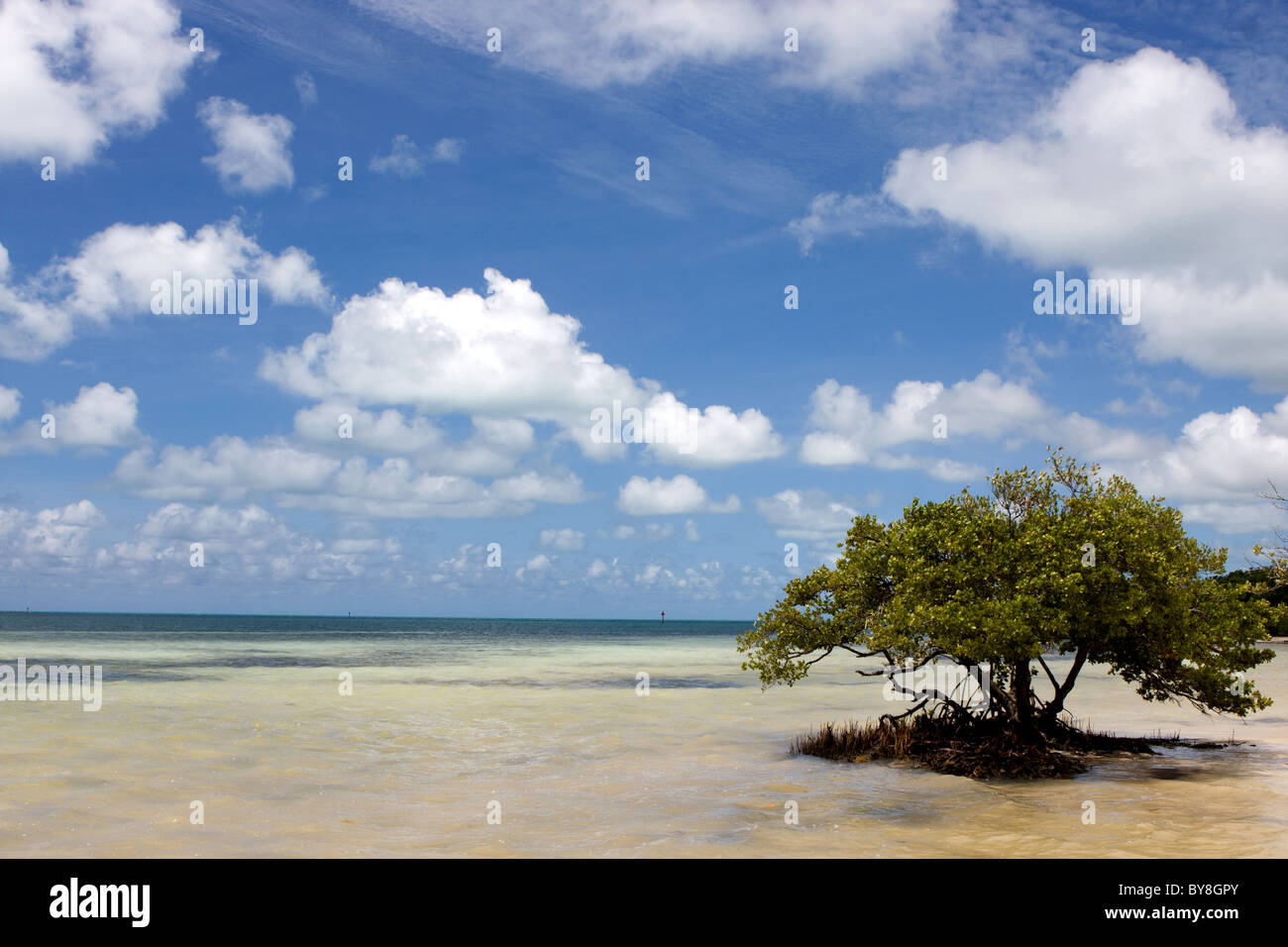 Ein einsamer schwarze Mangroven-Baum wächst im seichten Wasser an Annes Strand auf den Florida Keys. Stockfoto