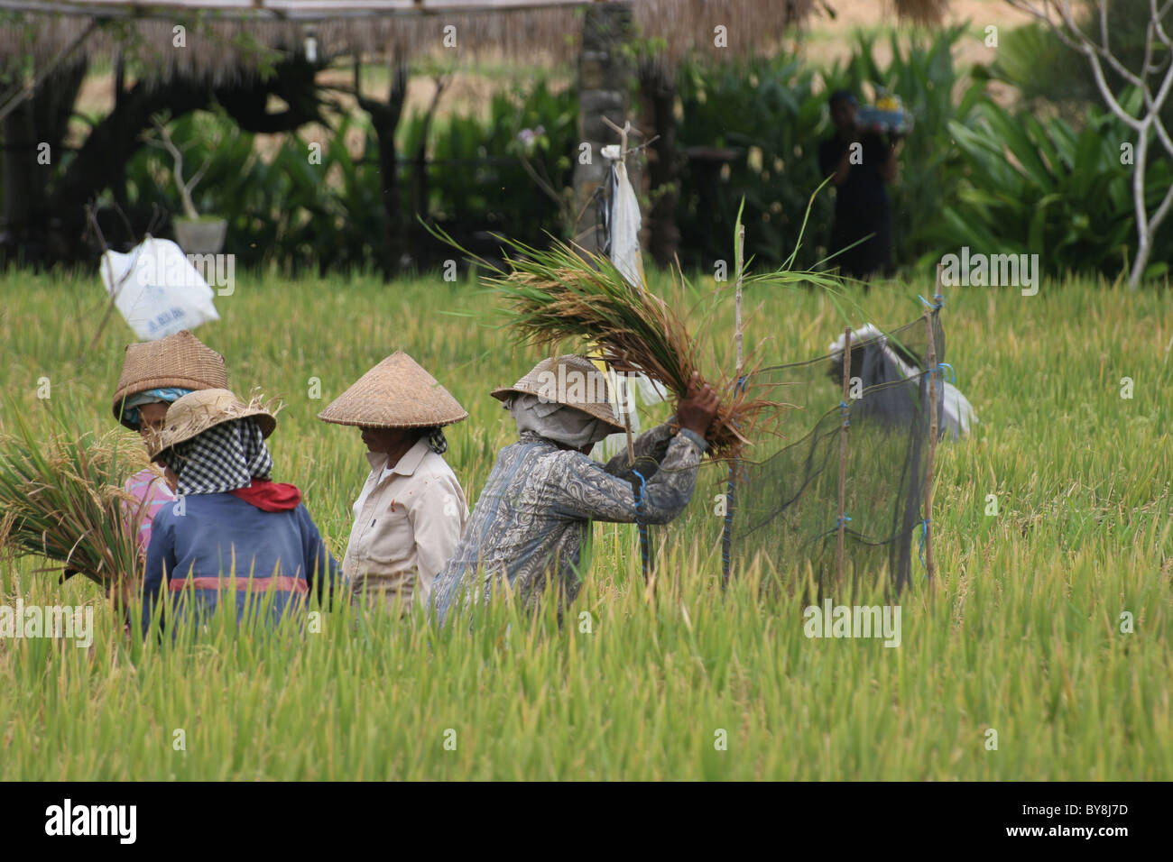 Reis in ein Reisfeld zu schlagen Stockfoto