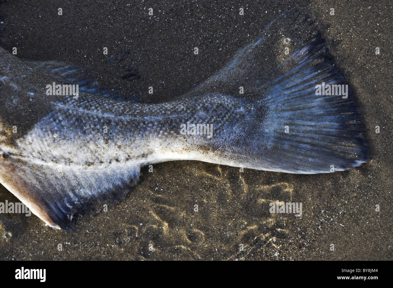 Tote Fische an einem Strand Stockfoto