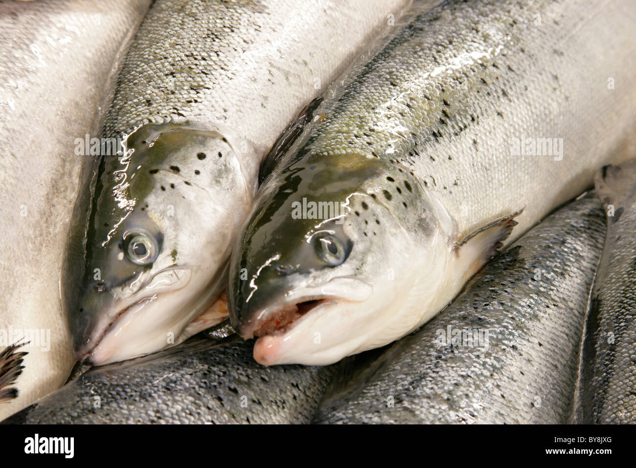 Frische ganze schottischer Lachs Stockfoto