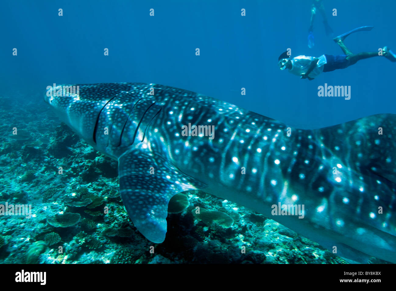 Taucher und Walhai (Firma ipcon Typus), Ari Atoll, Malediven. Stockfoto