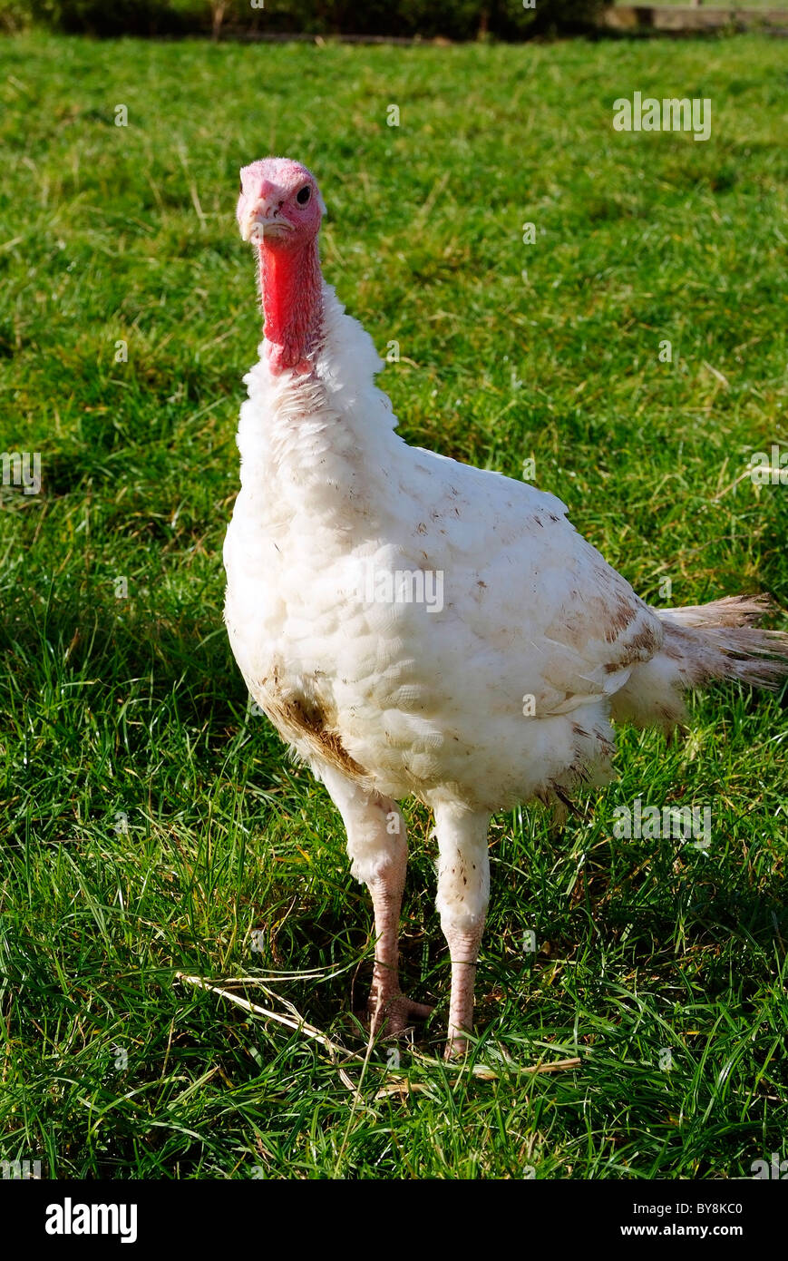 Junge weiße Puten Stockfoto