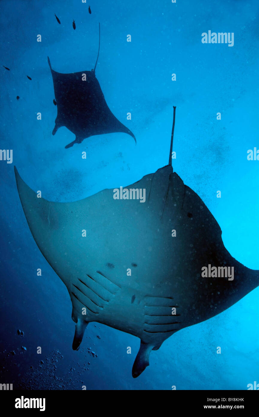 Zwei riesige Manta Ray - Manta Birostris im Ozean off der Malediven. Stockfoto