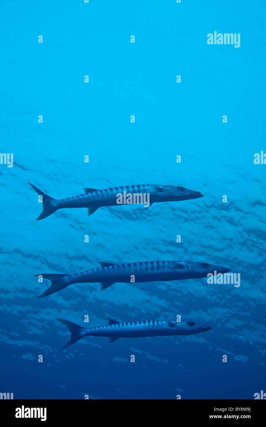 Drei große Barracuda - größten Barracuda - Schwimmen im blauen Wasser, Madivaru, Rasdhoo Atoll, Malediven. Stockfoto