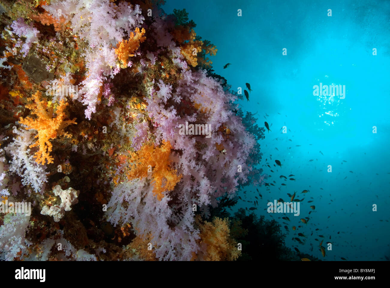 Raspy Weichkorallen (Scleronephthya) auf ein Korallenriff im Indischen Ozean Stockfoto