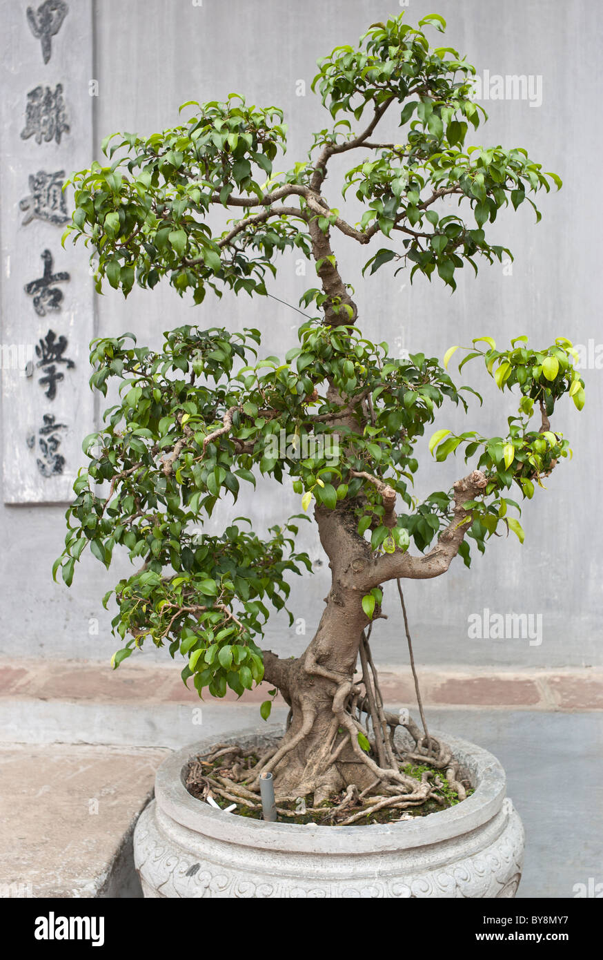 Bonsai Baum, Temple of Literature, Hanoi, Vietnam Stockfoto