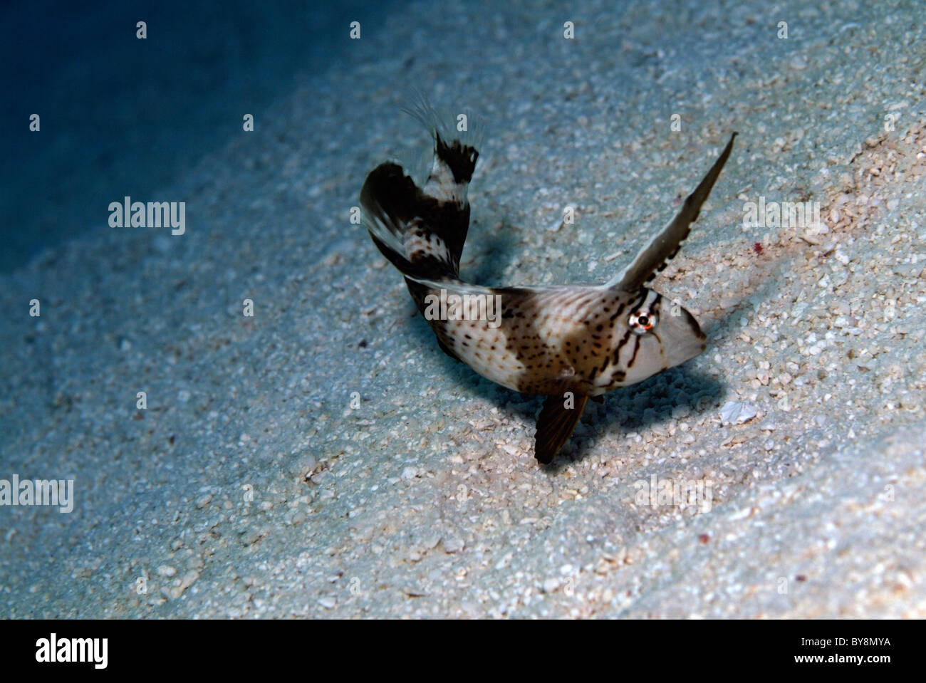 Blaue Razorfish (Xyrichtys Pavo) bereitet sich im Sand, Tauchen Sie ein Bocifushi Wrack, Süd Male Atoll, Malediven. Stockfoto