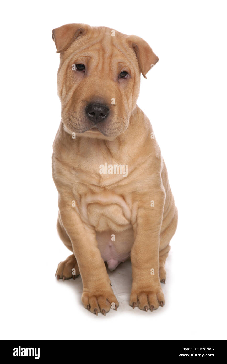 Shar Pei Hund Portrait der jungen männlichen Welpen Studio, UK Stockfoto