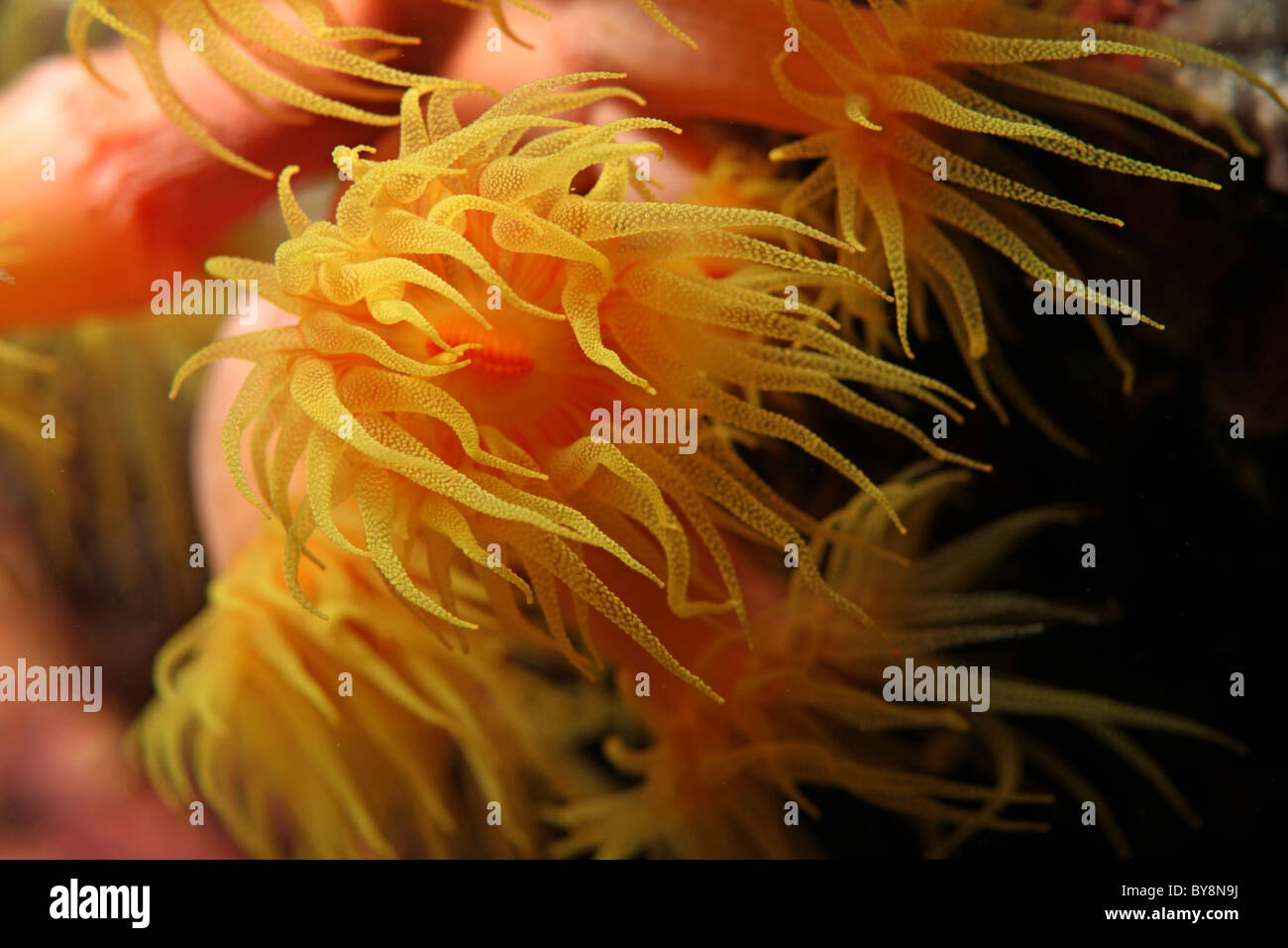 Polypen der Koralle (Dendrophyllia Gracilis) öffnen in der Nacht Stockfoto