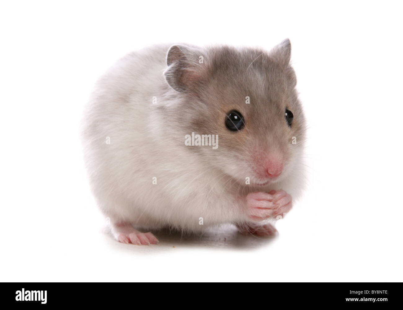 Hamster Baby Stockfotos Und Bilder Kaufen Alamy