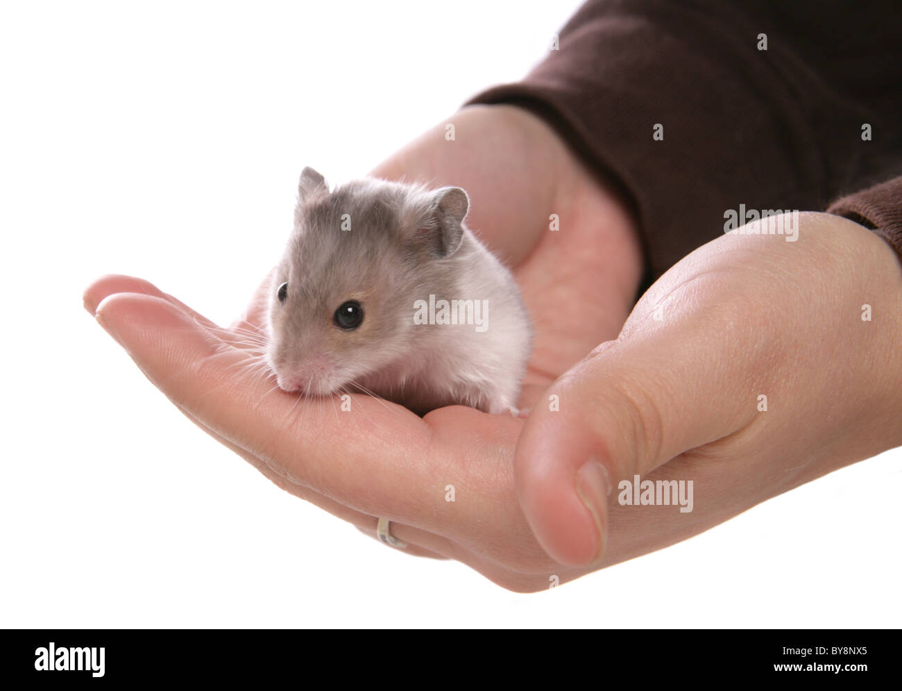 Hamster Baby Stockfotos Und Bilder Kaufen Alamy