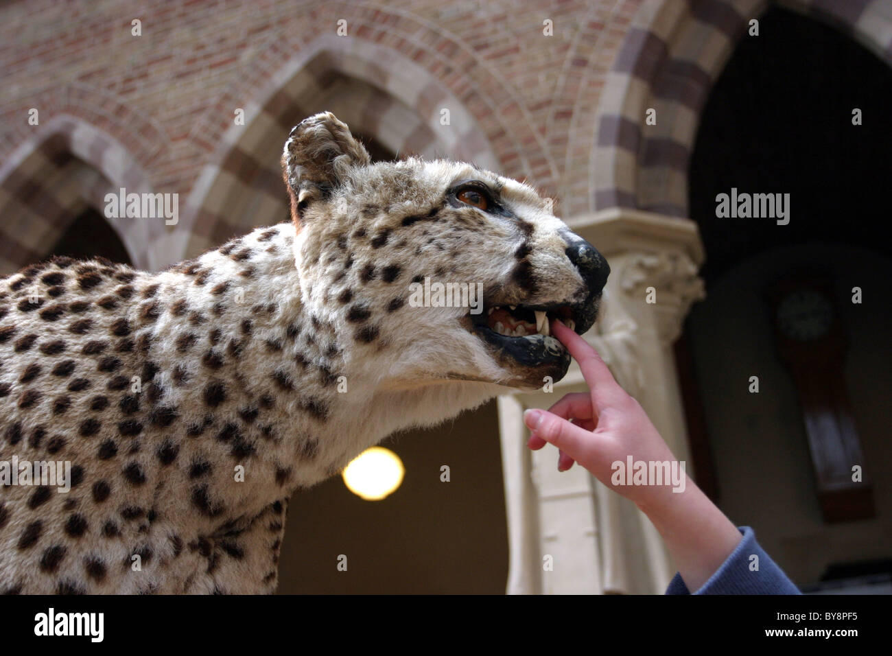 Die Oxford University Museum of Natural History Stockfoto