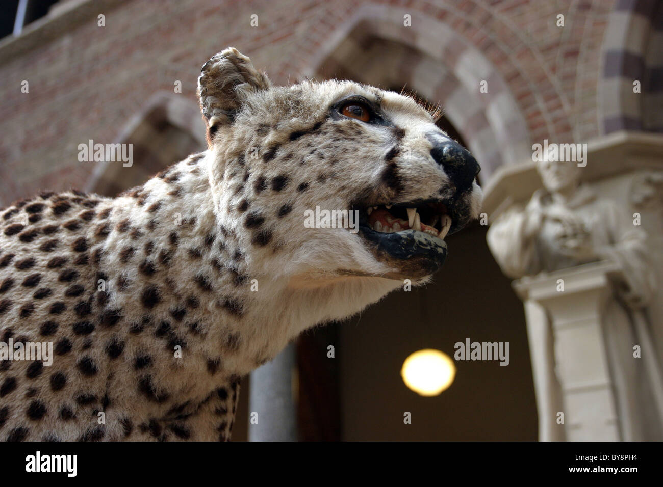 Leopard in der Oxford University Museum of Natural History Stockfoto
