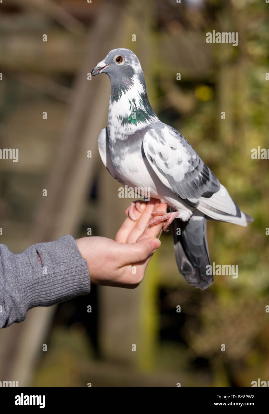Wilde Taube Nahaufnahme von Frauen, die Fütterung eine wilde Taube UK Stockfoto