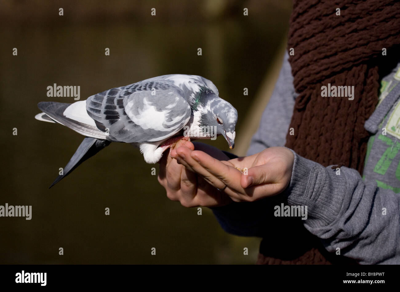Wilde Taube Nahaufnahme von Frauen, die Fütterung eine wilde Taube UK Stockfoto