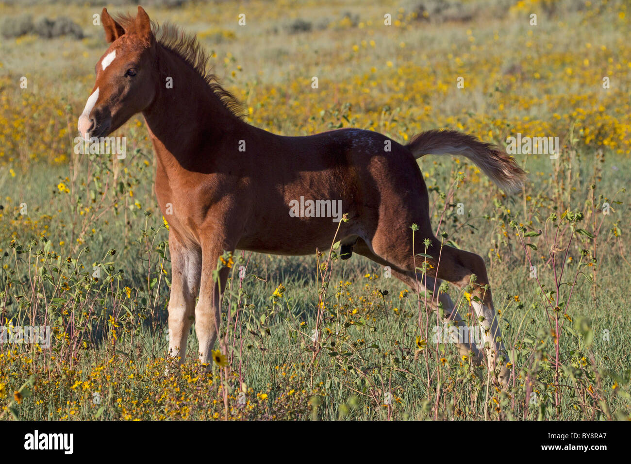 Porträt von ein Mustang Fohlen in Monero, New Mexico Stockfoto