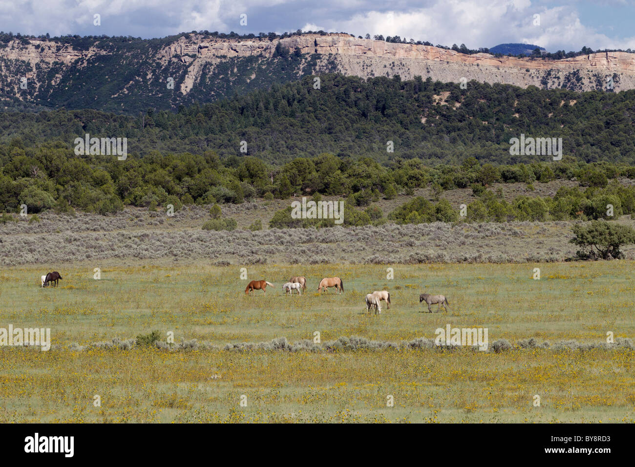 Wilden Mustangs in den Wiesen von Monero, New Mexico Stockfoto