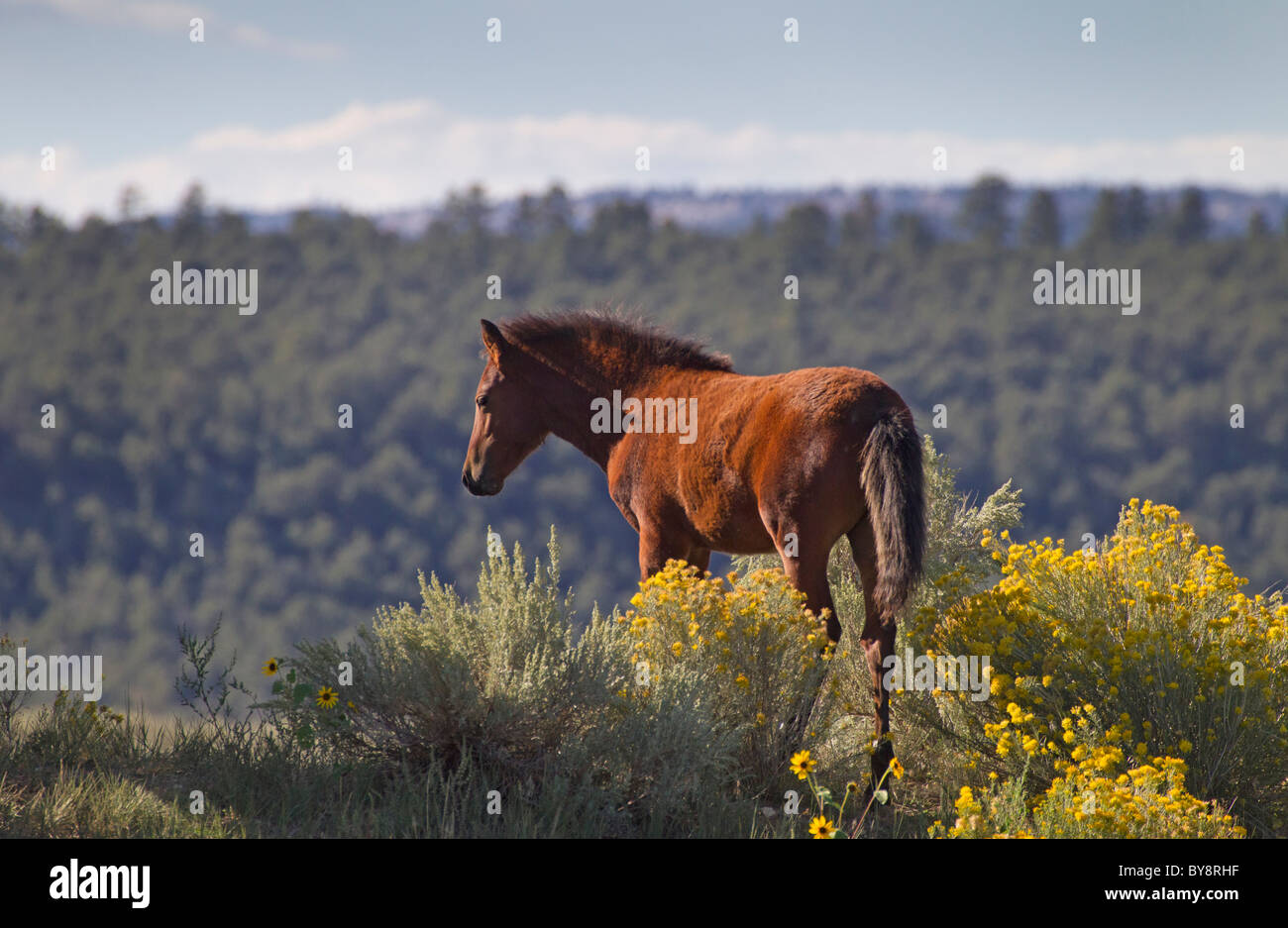 Ein Mustang Fohlen in gelben Chamisa und Wildblumen, Monero, New Mexico Stockfoto