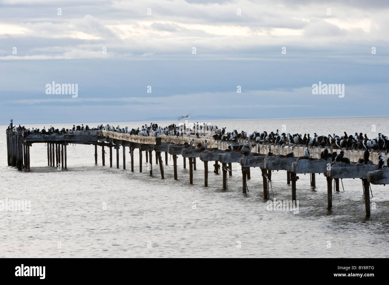 Imperial Shag (Phalacrocorax Atriceps) und Rock Shag (Phalacrocorax Magellanicus) Kolonie, nisten auf Pier, Punta Arenas, Chile Stockfoto