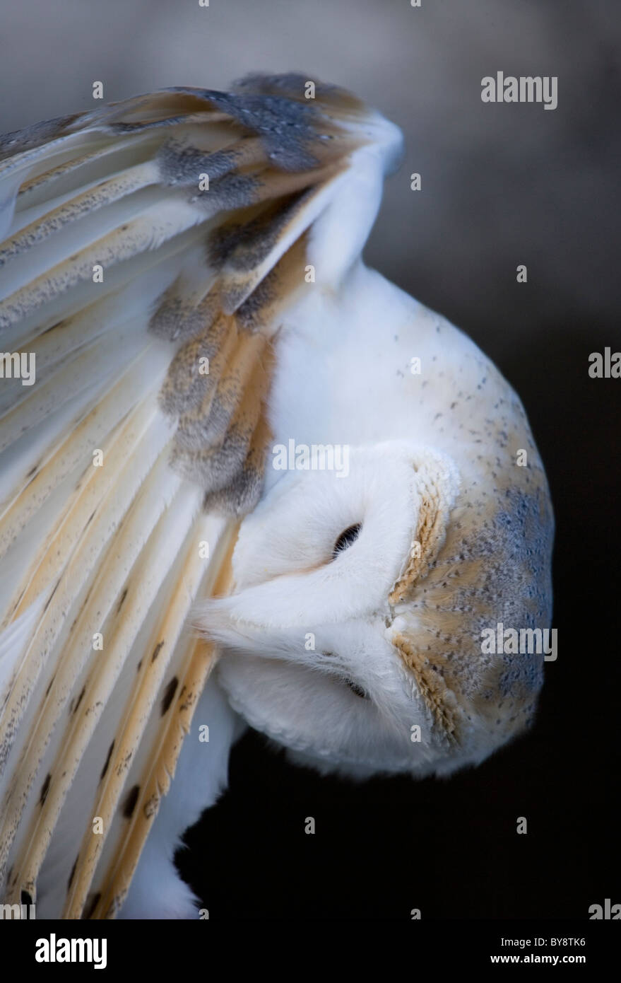 Schleiereule Tyto Alba close-up Portrait des einzigen Erwachsenen Gefiederpflege UK Stockfoto