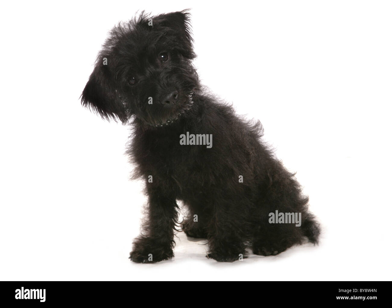 Cairnoodle Single junger Welpe Hundesitting-Studio Stockfoto