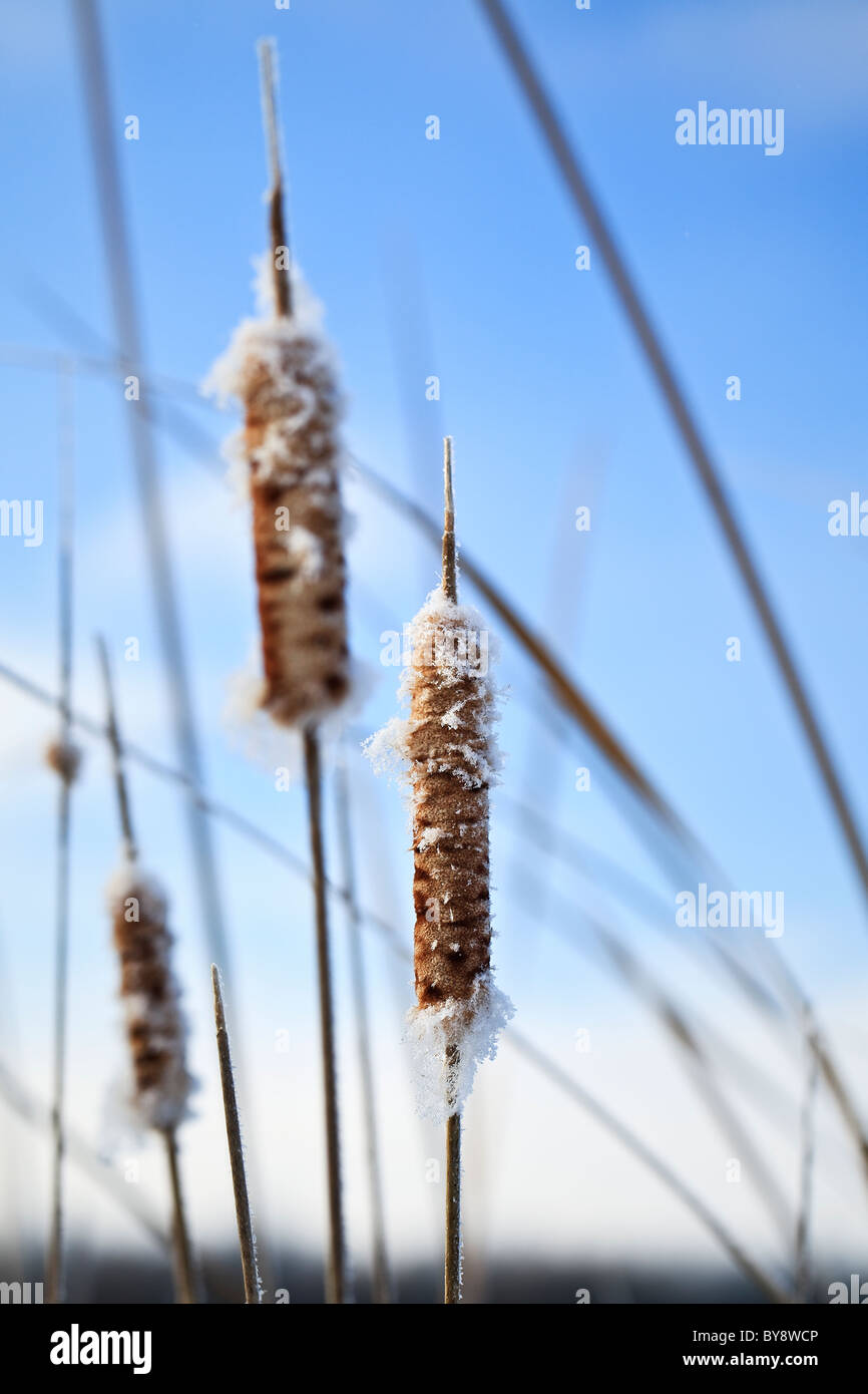 Binsen (Rohrkolben) bedeckt in Frost, Assiniboine Wald, Winnipeg, Manitoba, Kanada. Stockfoto