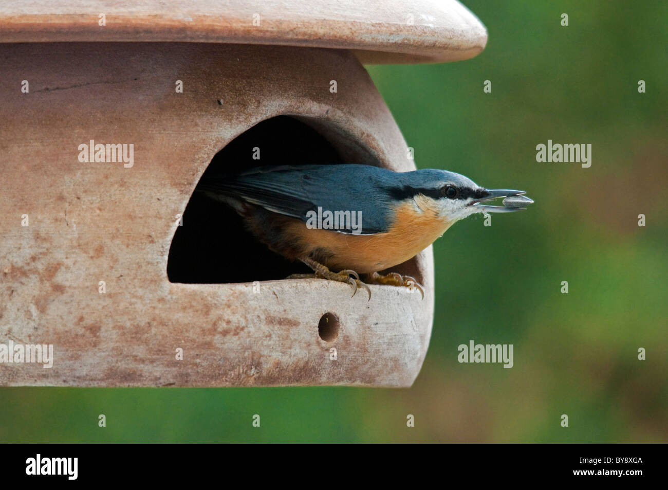 Eurasische Kleiber (Sitta Europaea) Fütterung auf Sonnenblumenkerne vom Futterhaus im Garten, Belgien Stockfoto