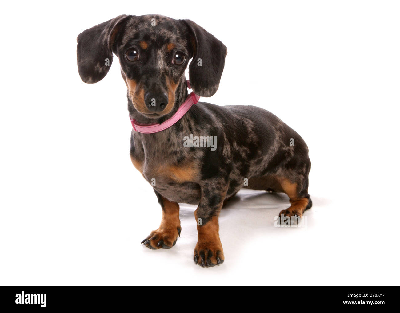 Dackel Hund einzigen erwachsenen Weibchen sitzen Studio Stockfoto