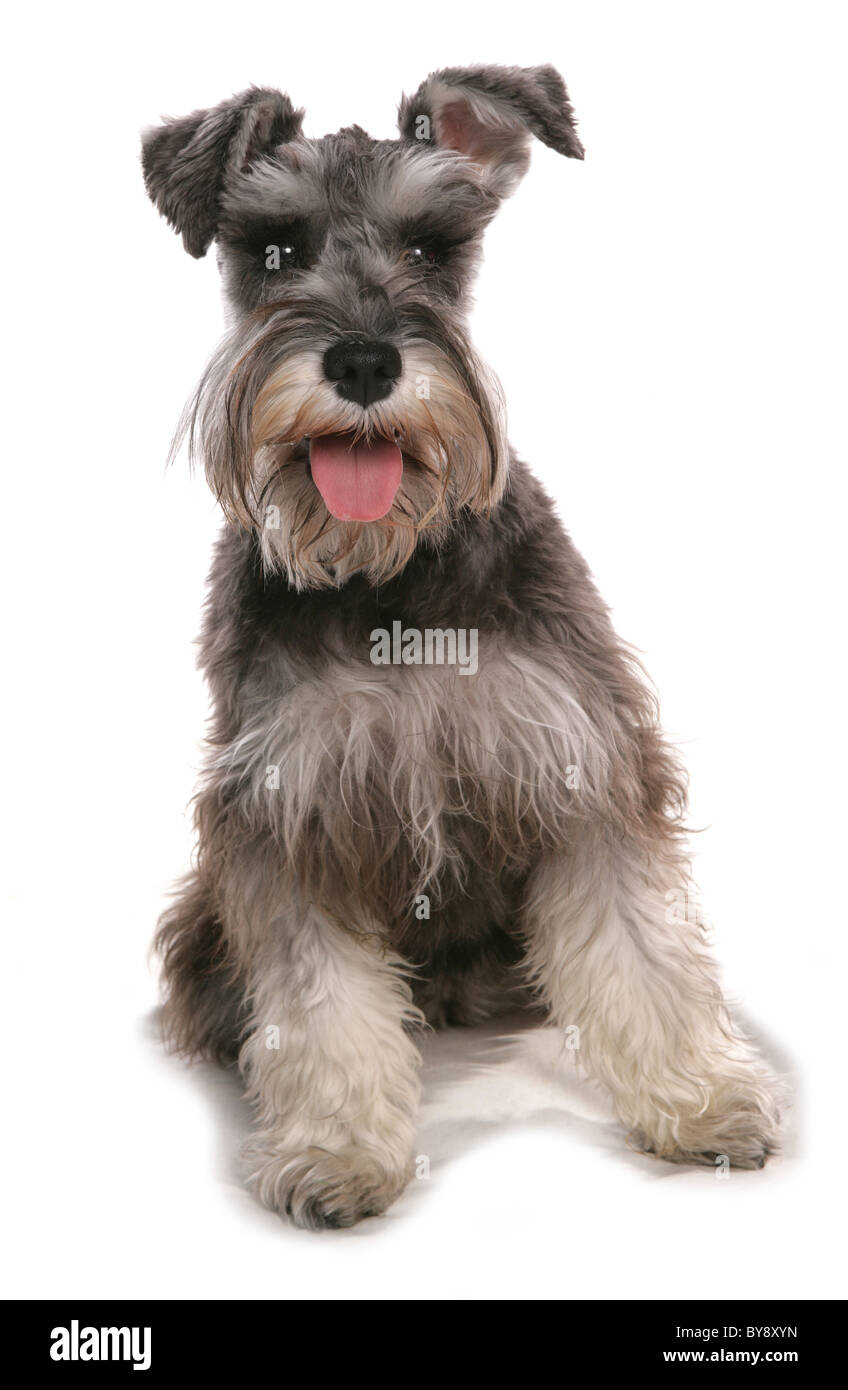 Schnauzer Hund einzigen erwachsenen Weibchen sitzen Studio Stockfoto