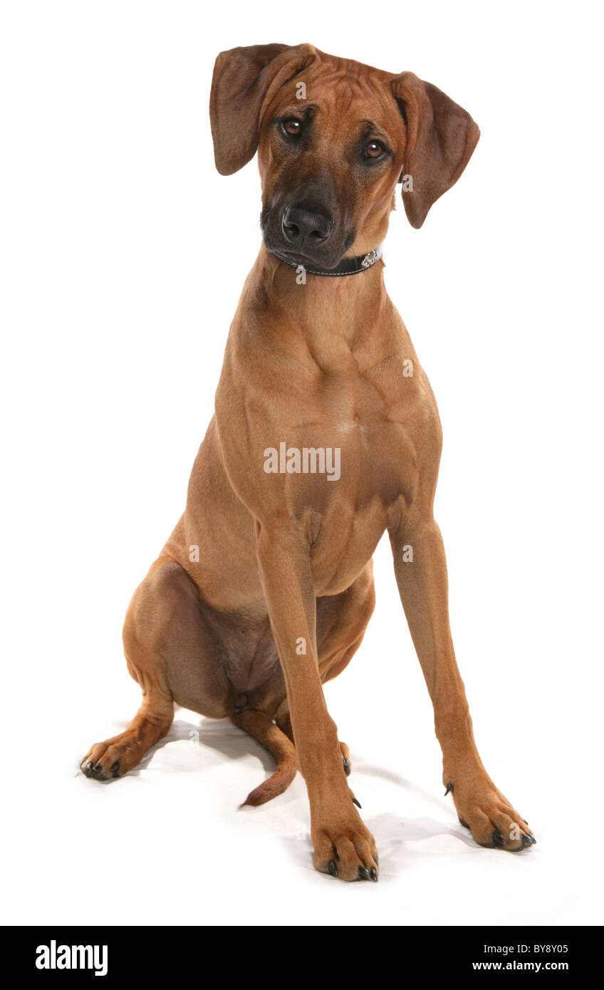 Female dog Fotos und Bildmaterial in hoher Auflösung Alamy