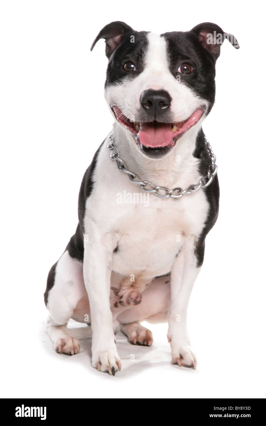 Staffordshire Bull Terrier Hund einzelne Männchen sitzen Studio Stockfoto