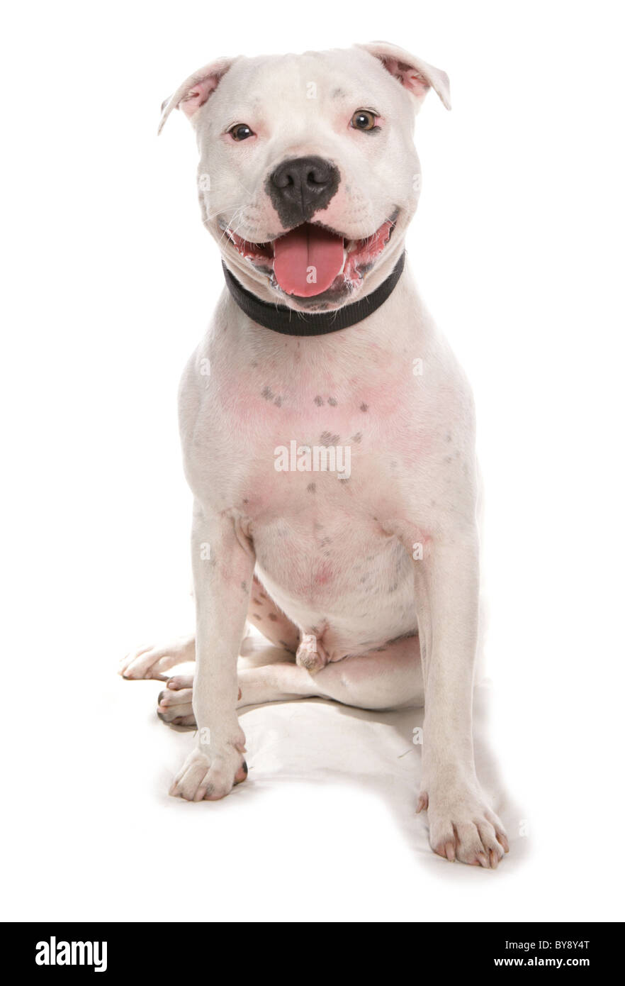 Staffordshire Bull Terrier Hund einzelne Männchen sitzen Studio Stockfoto