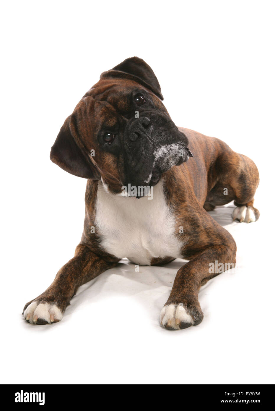 Boxer Hund einzelne Männchen Verlegung Studio Stockfoto