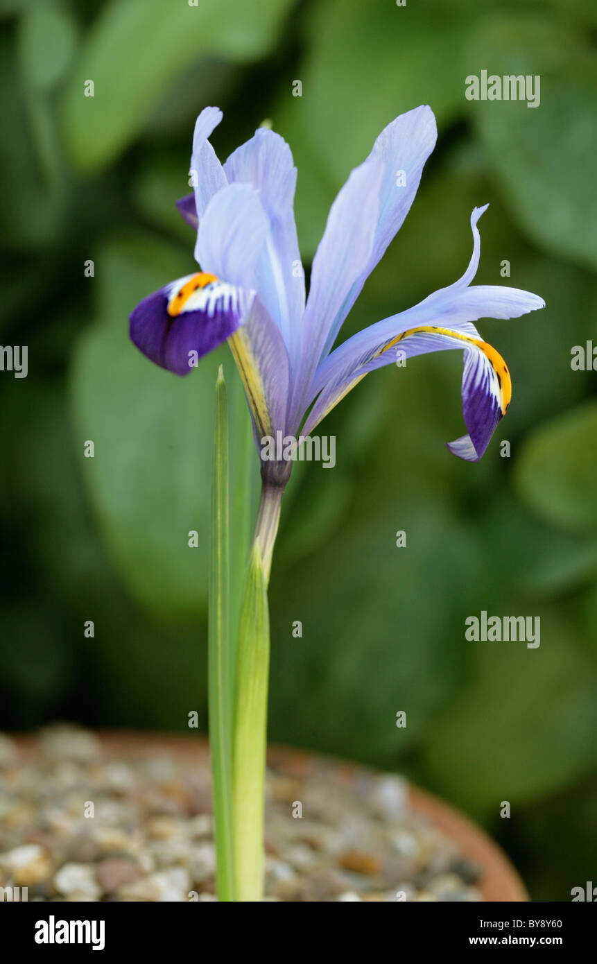 Retikuliert Iris, Iris Reticulata, Iridaceae, Kaukasus und Westasien Stockfoto