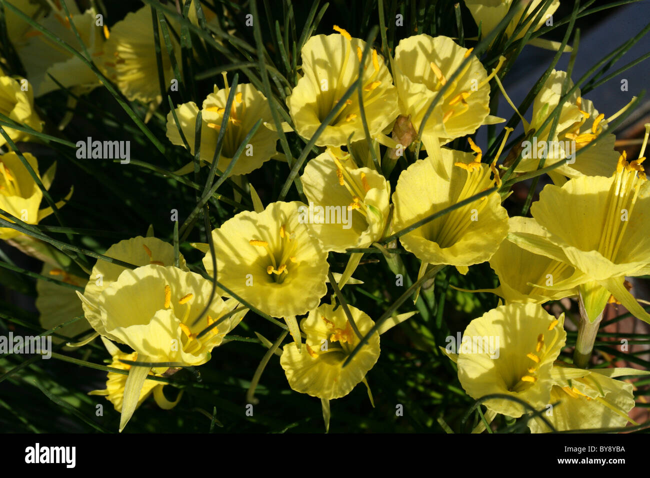 Narcissus Romieuxii SSP. Romeiuxii, Amaryllisgewächse, Marokko, Nordafrika Stockfoto