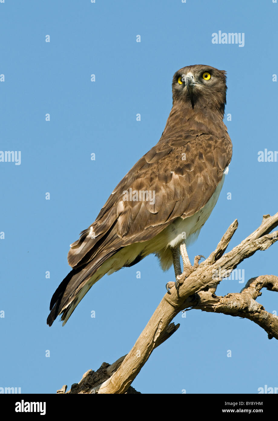 Schwarz-breasted Snake Eagle Stockfoto