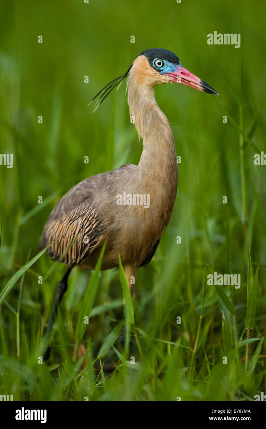 Heron Pfeifen Stockfoto