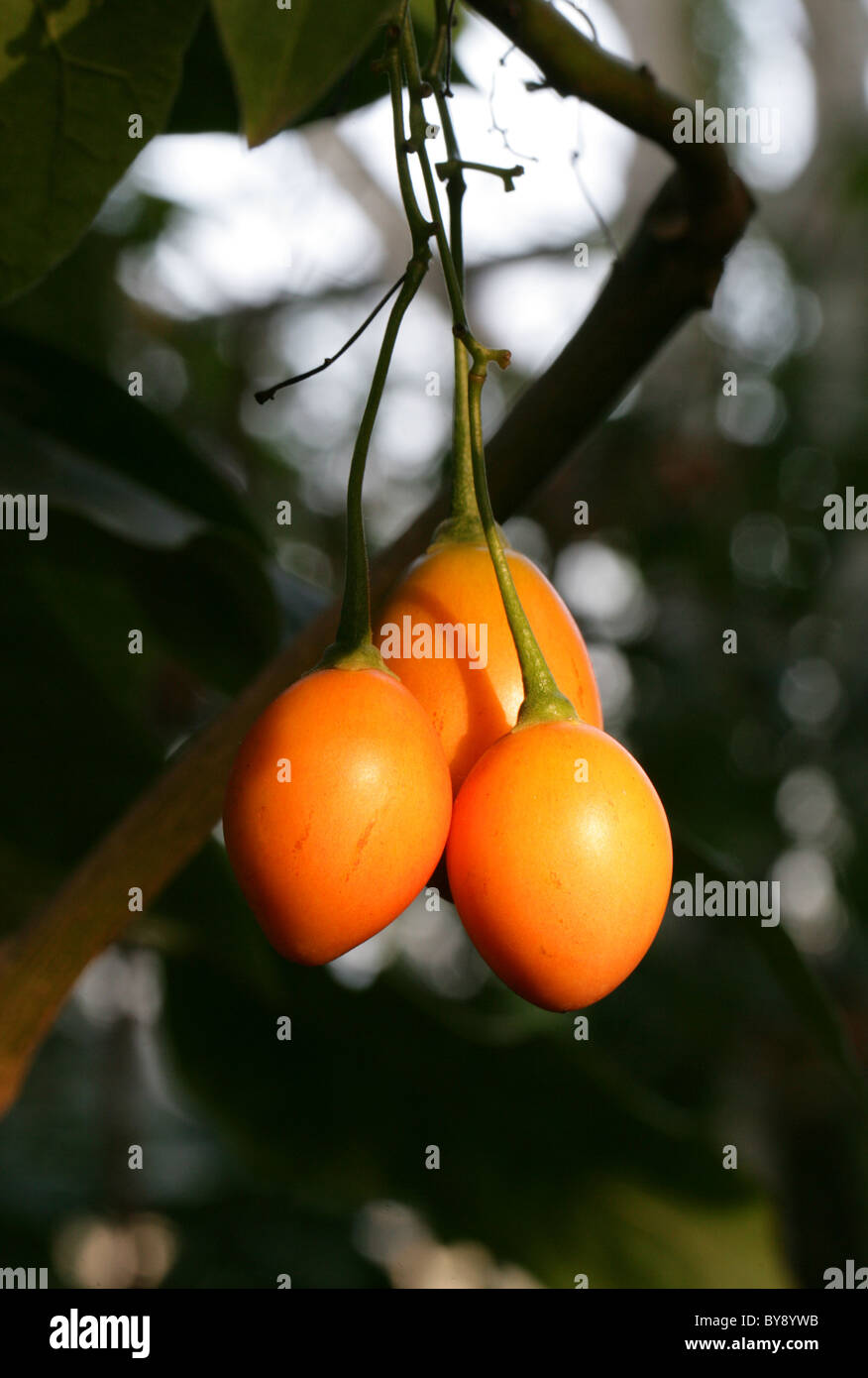 Frucht der Tamarillo oder Baum Tomate, Solanum Betaceum (ehemals Cyphomandra Betacea), Solanaceae, Anden, Südamerika. Stockfoto