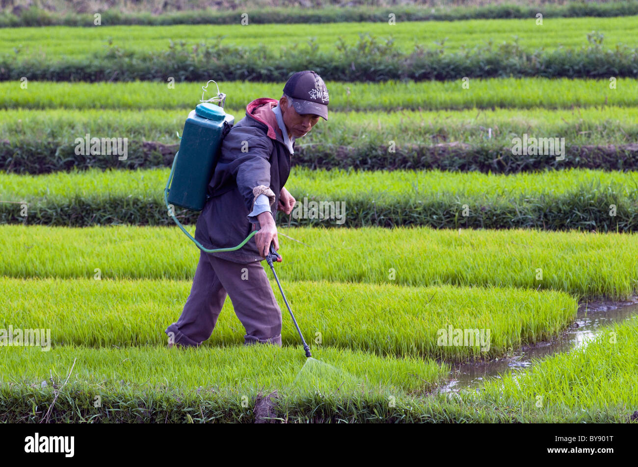 CHINA-Farmer Spritzen Dnger auf Reis whrend der Erntezeit in der Provinz  Yunnan Foto von Julio Etchart Stockfotografie - Alamy