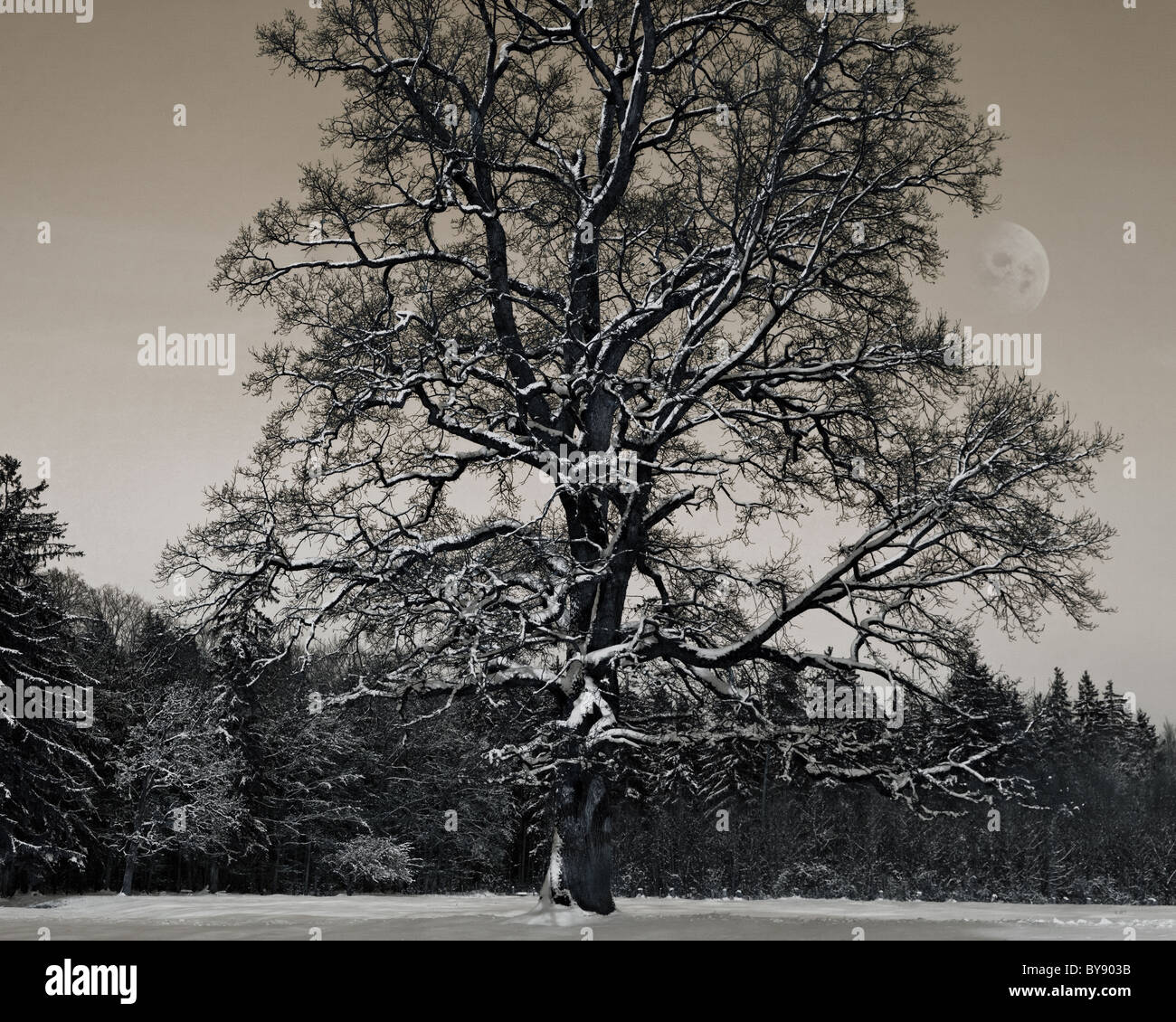 : Foto Winter Kunstszene (Deutschland/Bayern) Stockfoto