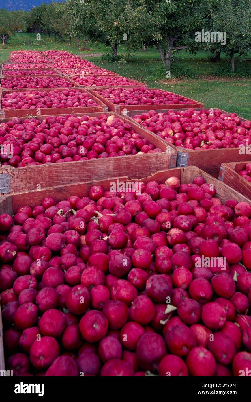 South Okanagan Valley, BC, Britisch-Kolumbien, Kanada - Apfelgarten, Red Spartan Äpfel geerntet Kisten, Herbst / Herbst-Ernte Stockfoto