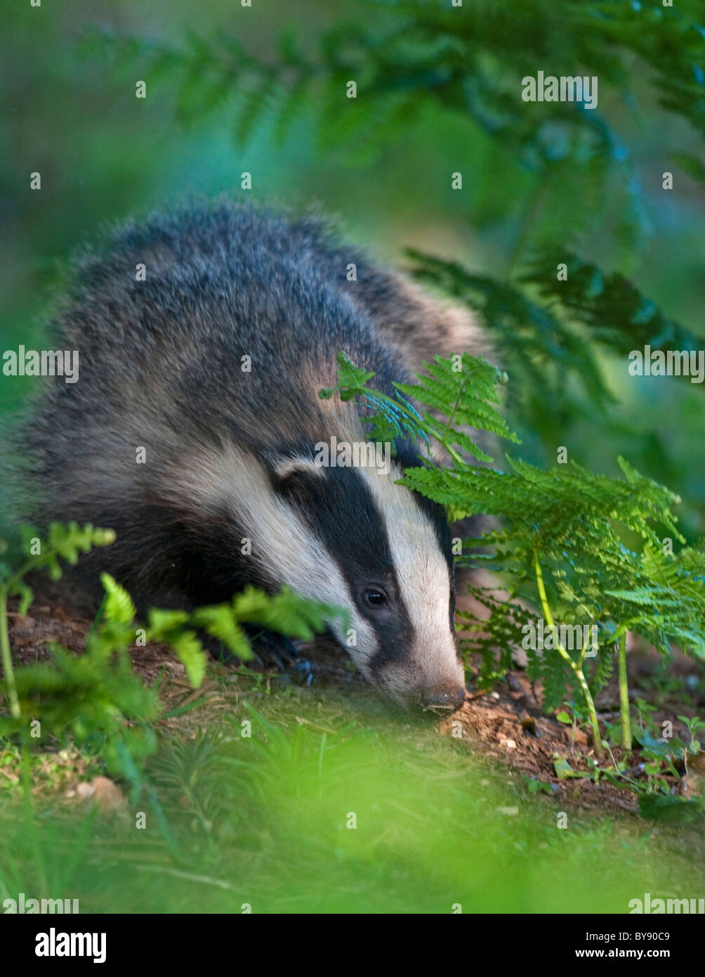 Badger Cub in Bracken Stockfoto