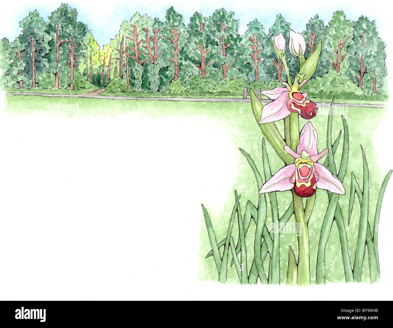 Biene Orchidee (Ophrys Apifera) mit Bäumen hinter Stockfoto