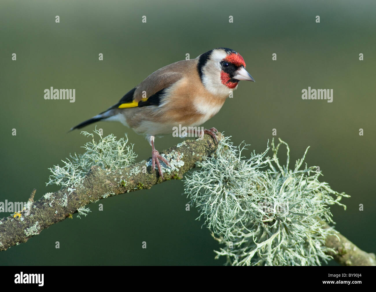 Goldfinch - Neuer Wald Stockfoto