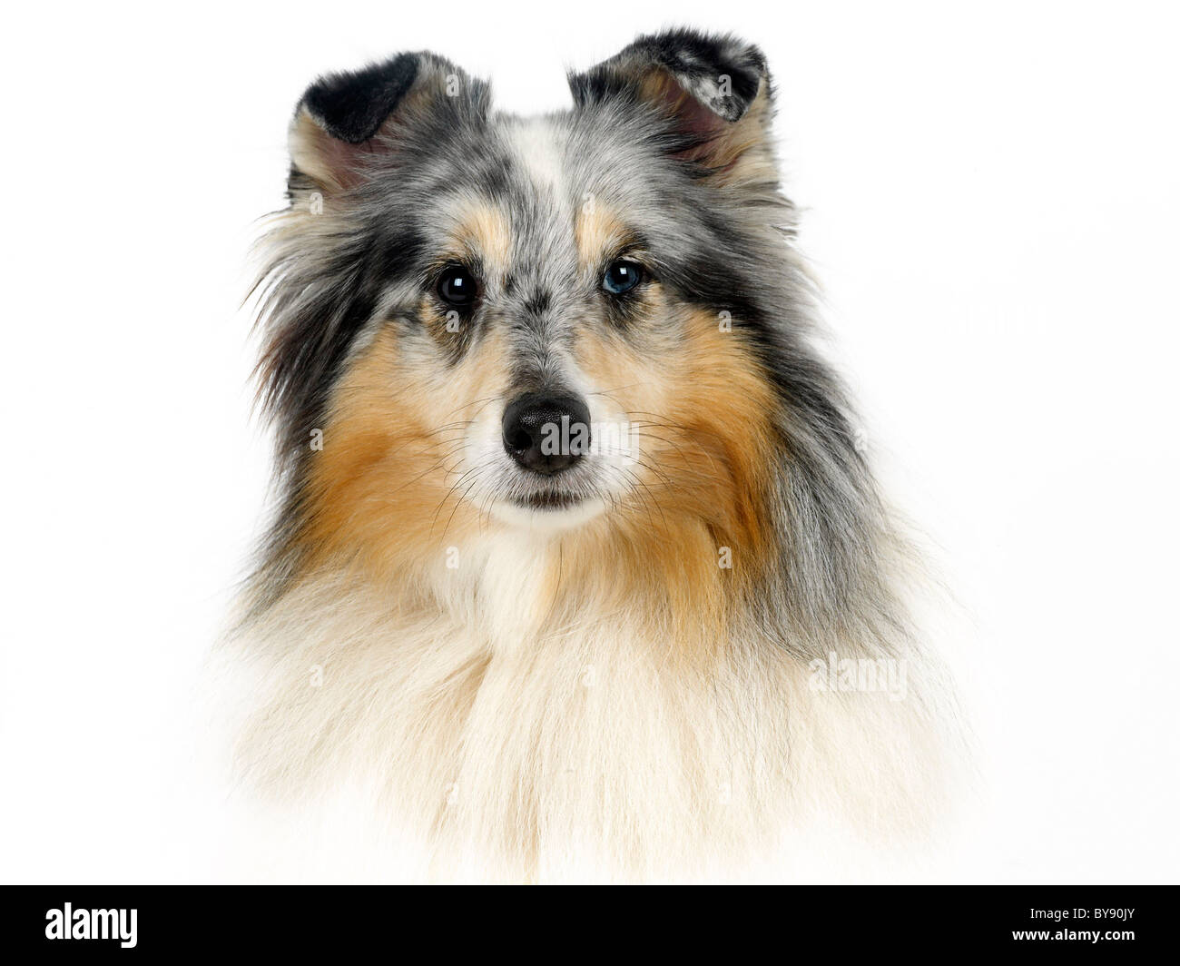 Ein Porträt von einem blue Merle Collie. Stockfoto