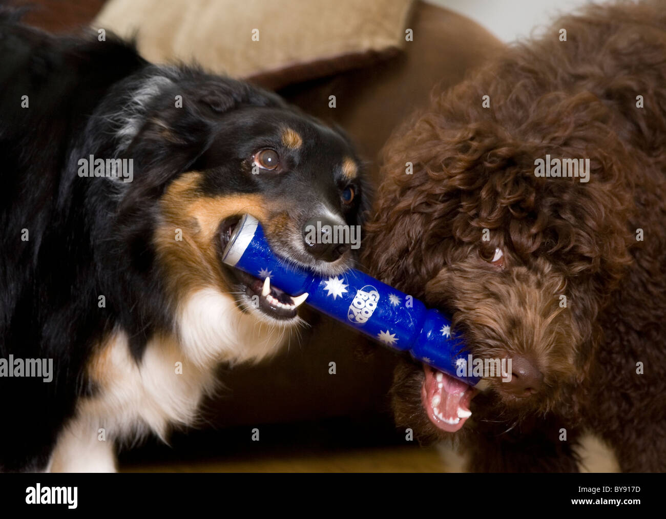 Zwei Hunde spielen erwachsenen männlichen Border Collie und weibliche Welpen Labradoodle im Innenbereich Stockfoto