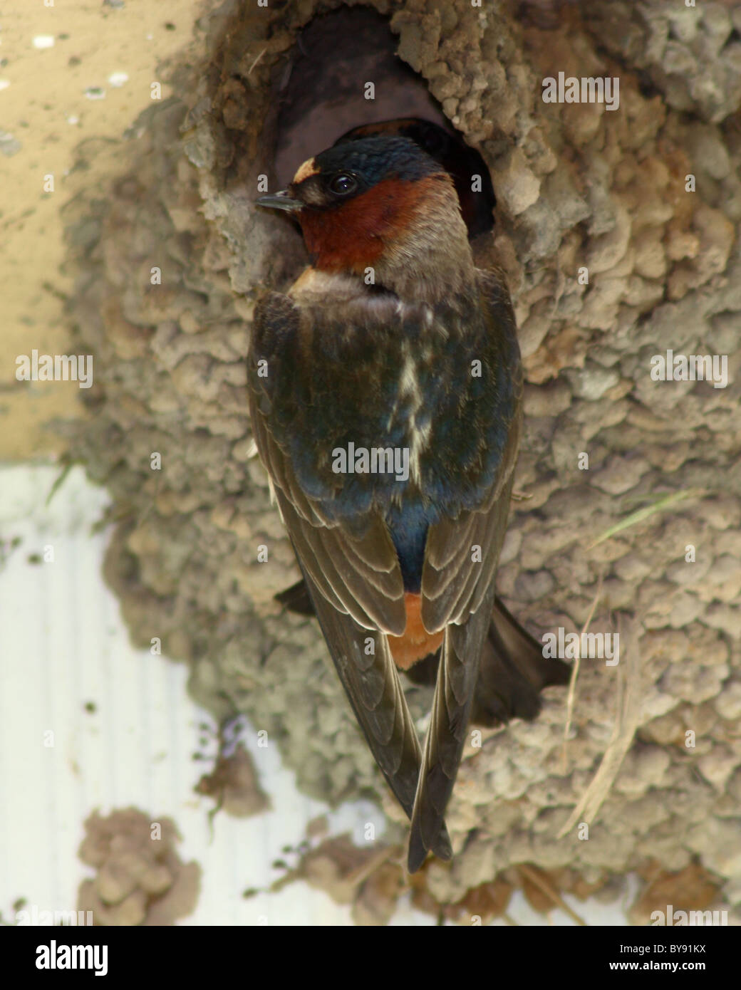 Eine Klippe Schwalbe thront bei der Eröffnung des Nestes. Stockfoto